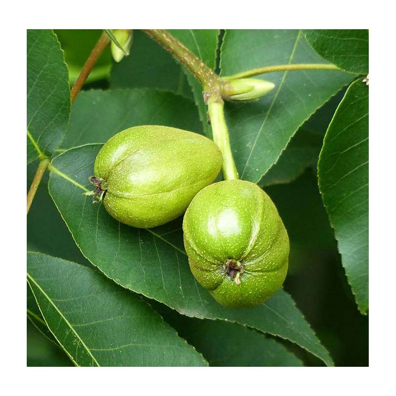 Carya Ovata (Caryer à noix douce, caryer blanc, noyer blanc)