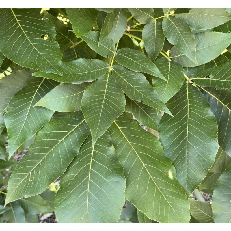 Carya Ovata (Caryer à noix douce, caryer blanc, noyer blanc)