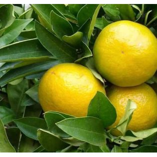 Agrumes Citrus limetta Pursha (citronnier doux, limonette)