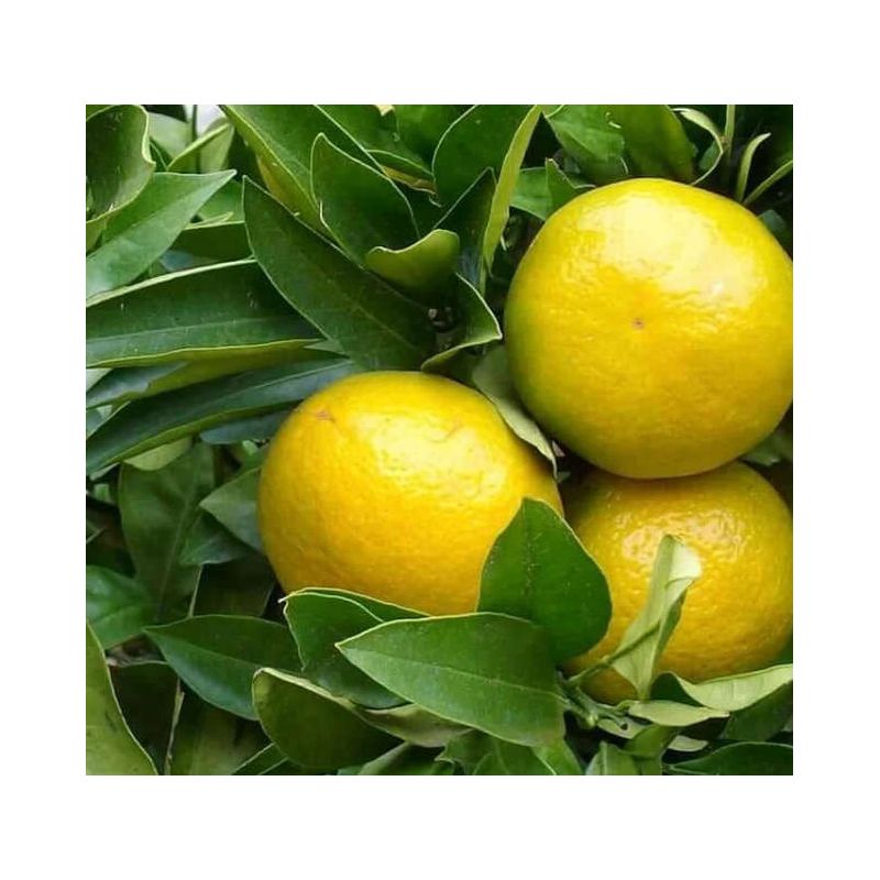 Agrumes Citrus limetta Pursha (citronnier doux, limonette)