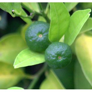 Agrumes Citrus limetta Pursha (citronnier doux, limonette)