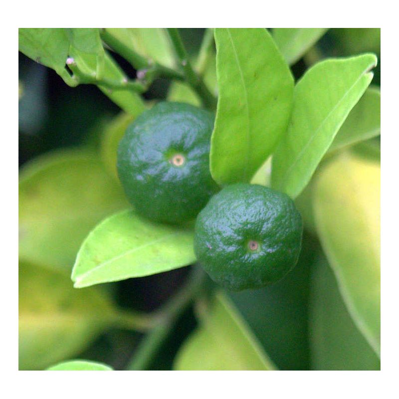 Agrumes Citrus limetta Pursha (citronnier doux, limonette)