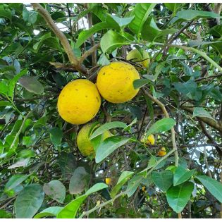 Agrumes citrus lipo ( Citrus limon x Citrus paradisii) entre le citron et le pamplemousse