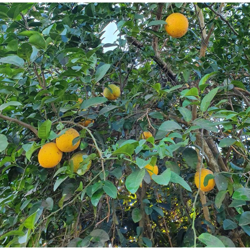 Agrumes citrus lipo ( Citrus limon x Citrus paradisii) entre le citron et le pamplemousse