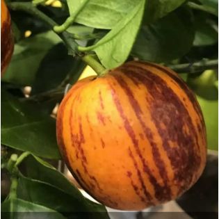 Citrus x sinensis 'Arcobal' ( l'orange Tigre)