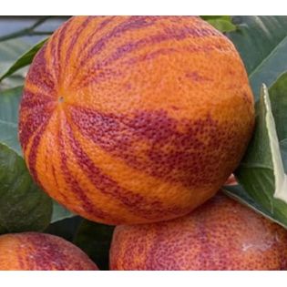 Citrus x sinensis 'Arcobal' ( l'orange Tigre)