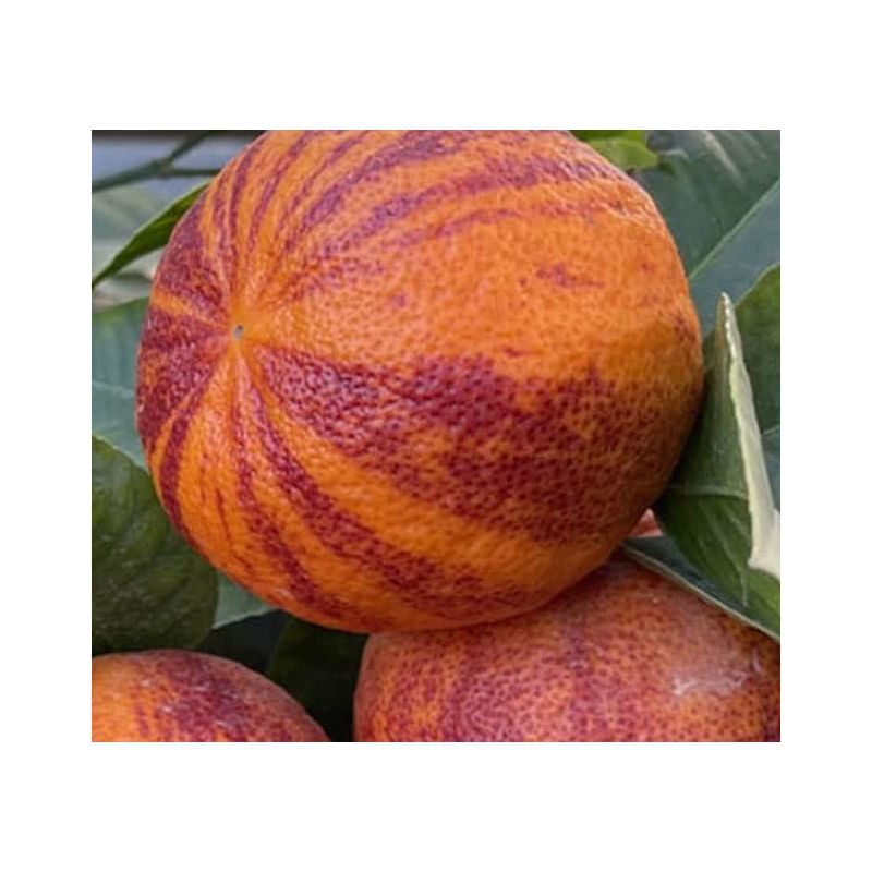 Citrus x sinensis 'Arcobal' ( l'orange Tigre)