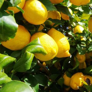 Citrus Limon amalphitanusc (Citron Amalfi Sfusato)