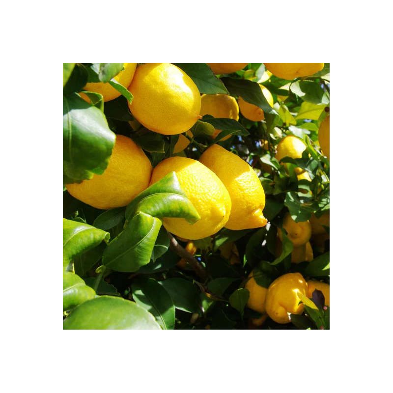 Citrus Limon amalphitanusc (Citron Amalfi Sfusato)