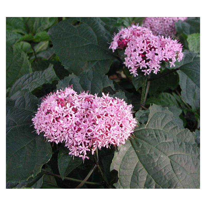 Clerodendrum bungei Pink Diamond (Clérodendron)