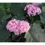 Clerodendrum bungei Pink Diamond (Clérodendron)