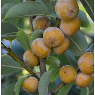 copy ofDiospyros kaki var.Persimon (Plaqueminier trés productif gros fruit rouge non astringent)