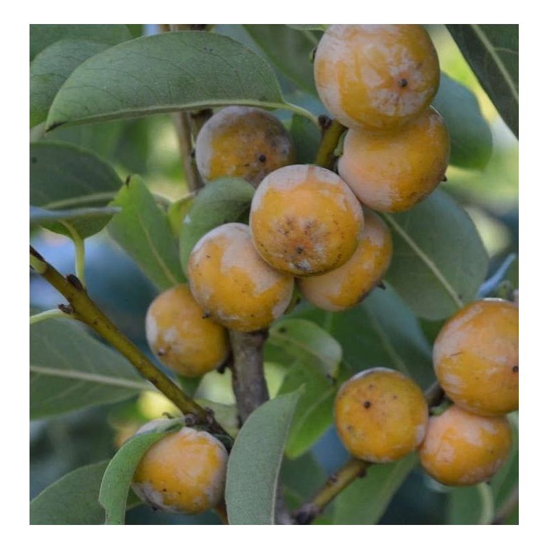 copy ofDiospyros kaki var.Persimon (Plaqueminier trés productif gros fruit rouge non astringent)