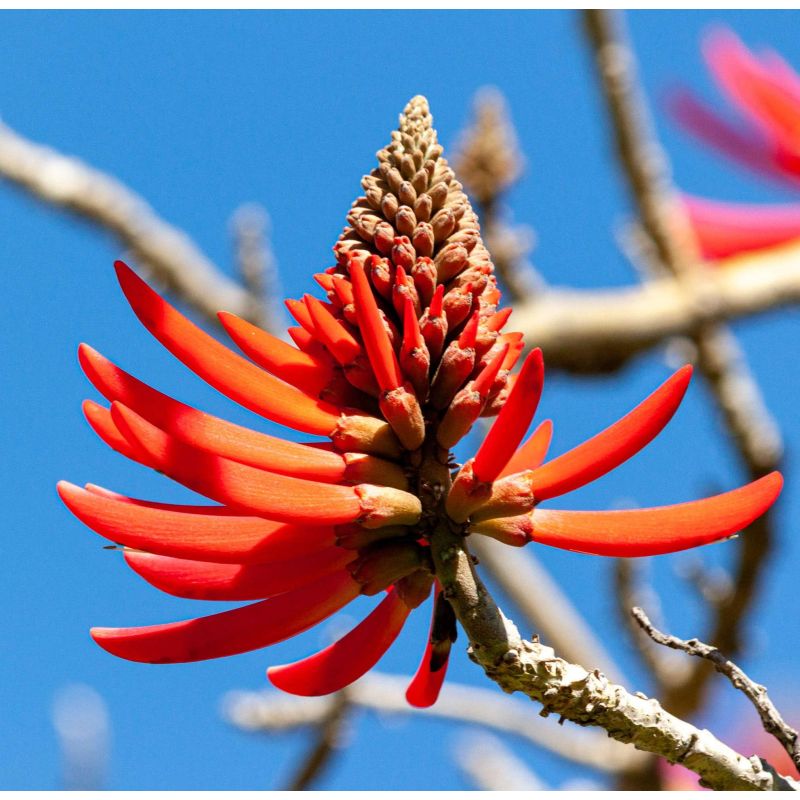 Erythrina coralloides