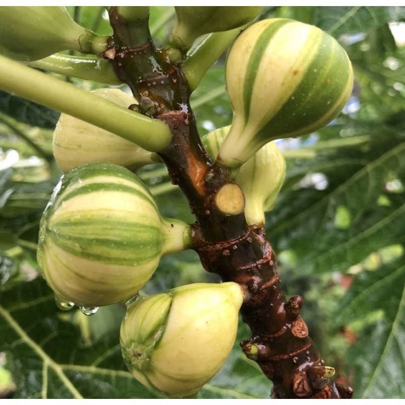 Ficus carica panaché (figuier)