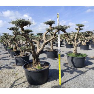 Olea europaea (Oliviers) Multi-plateaux