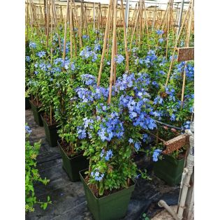 Plumbago auriculata syn. Plumbago capensis (Plumbago du Cap, Dentelaire du Cap)