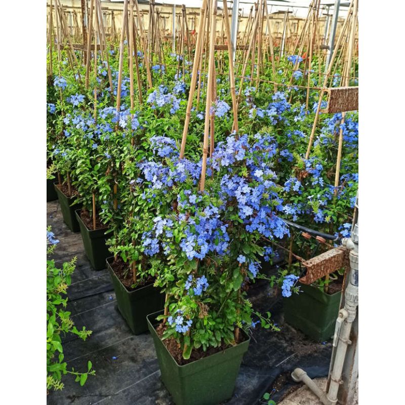 Plumbago auriculata syn. Plumbago capensis (Plumbago du Cap, Dentelaire du Cap)