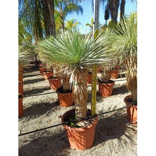 Yucca rostrata