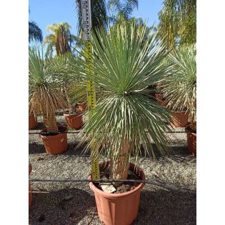 Yucca rostrata