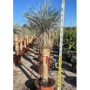 Yucca rostrata