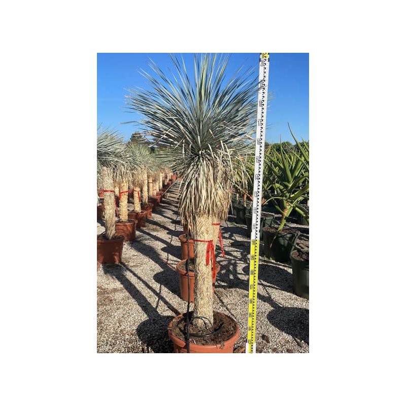 Yucca rostrata