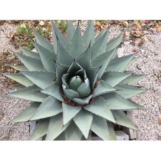 Agave americana cv. Havardiana