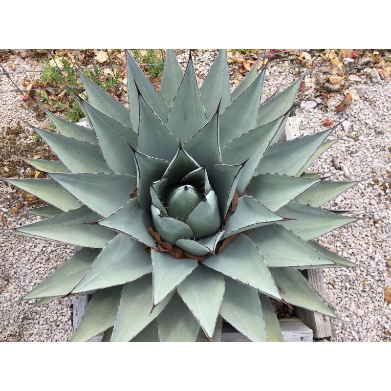 Agave americana cv. Havardiana