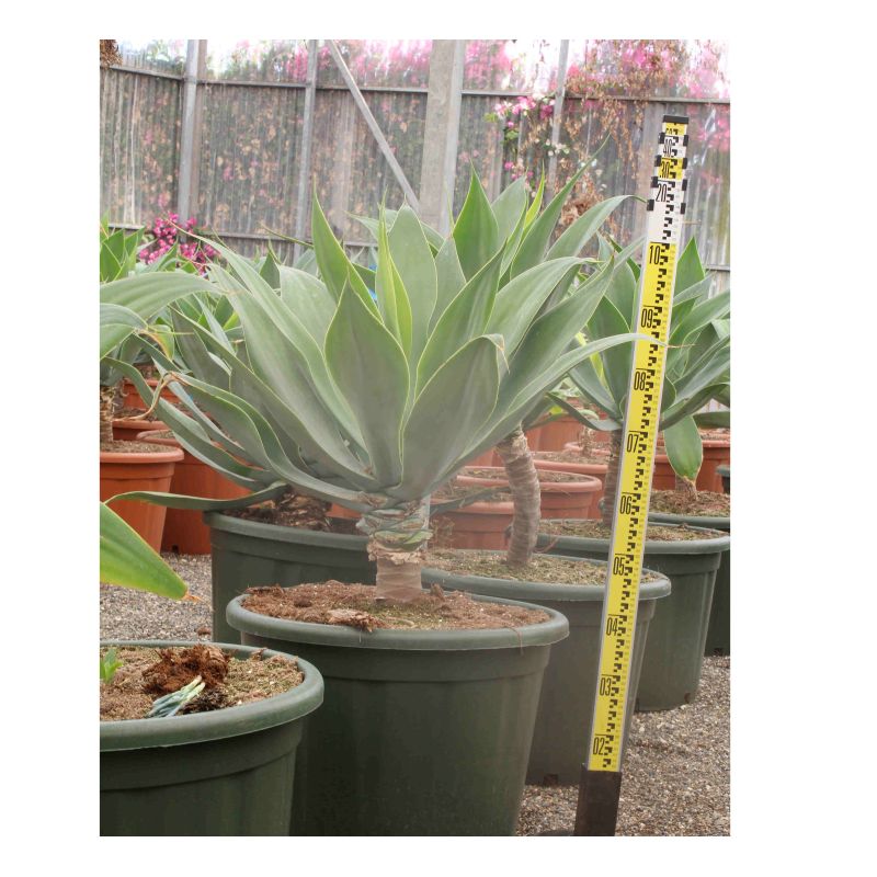 Agave attenuata (exemplaire) 80/100cm 70L