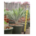 Agave attenuata