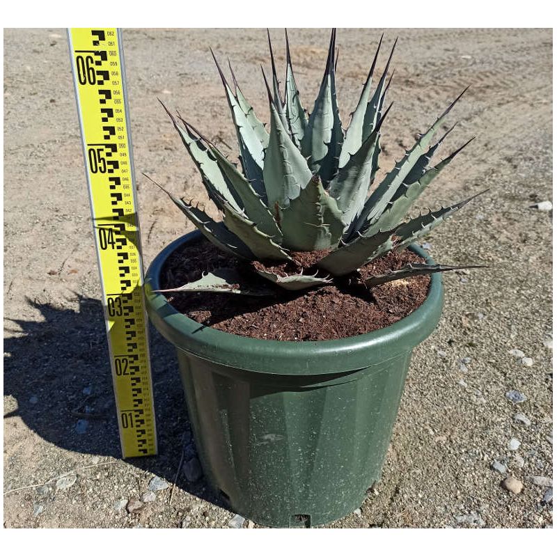 Agave parryi sp. parryi