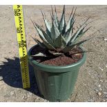 Agave parryi sp. parryi