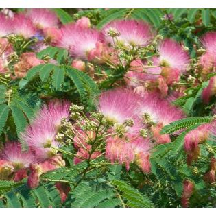 Albizia julibrissin (Arbre à soie rose - Acacia de Constantinople)