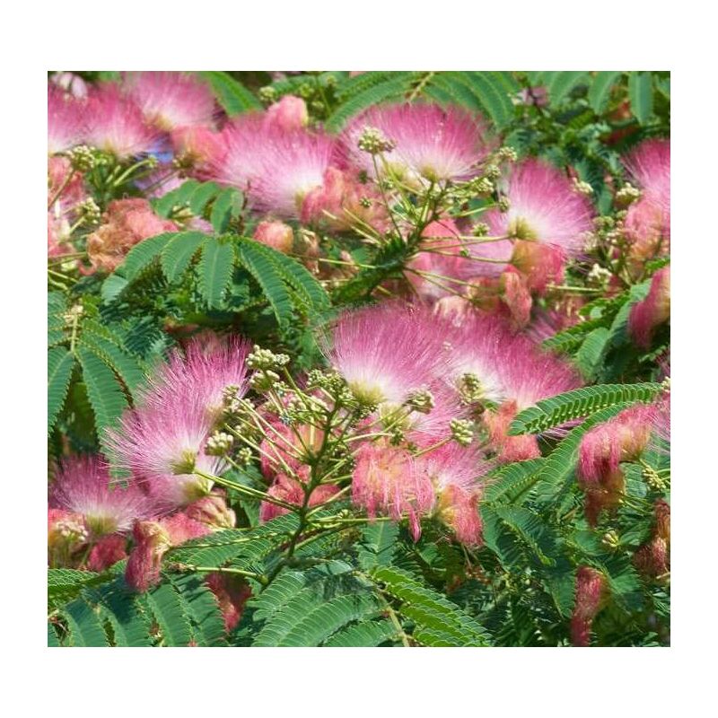 Albizia julibrissin (Arbre à soie rose - Acacia de Constantinople)