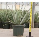 Aloe vera (syn. A. barbadensis)