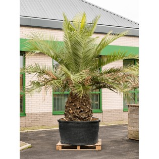 Jubaea chilensis - 350 CM