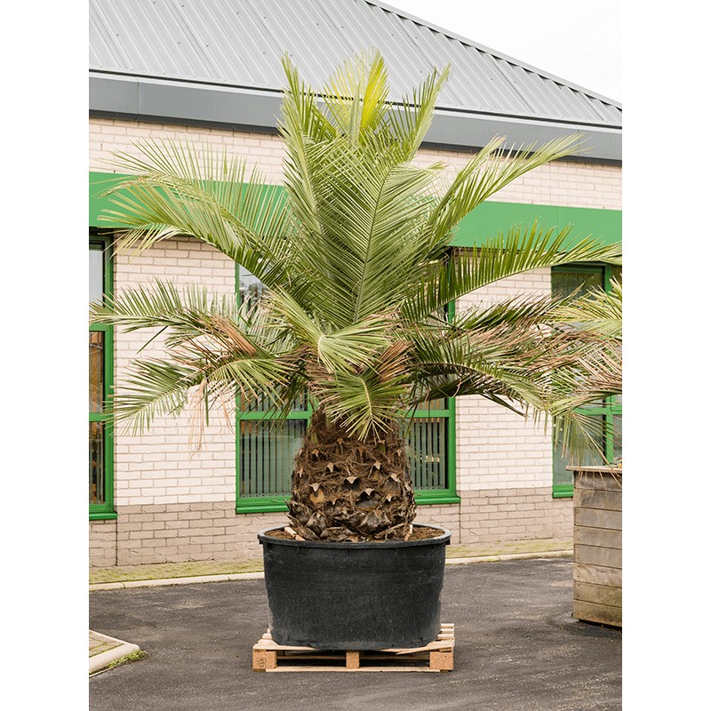 Jubaea chilensis - 350 CM