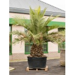 Jubaea chilensis - 350 CM