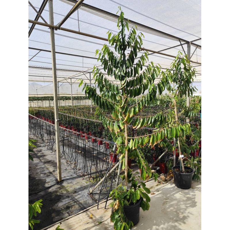 Annona muricata (Corossole)