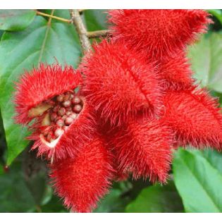 Bixa orellana (Roucou, Rocouyer, Achiote, Arbre à rouge à lèvre)