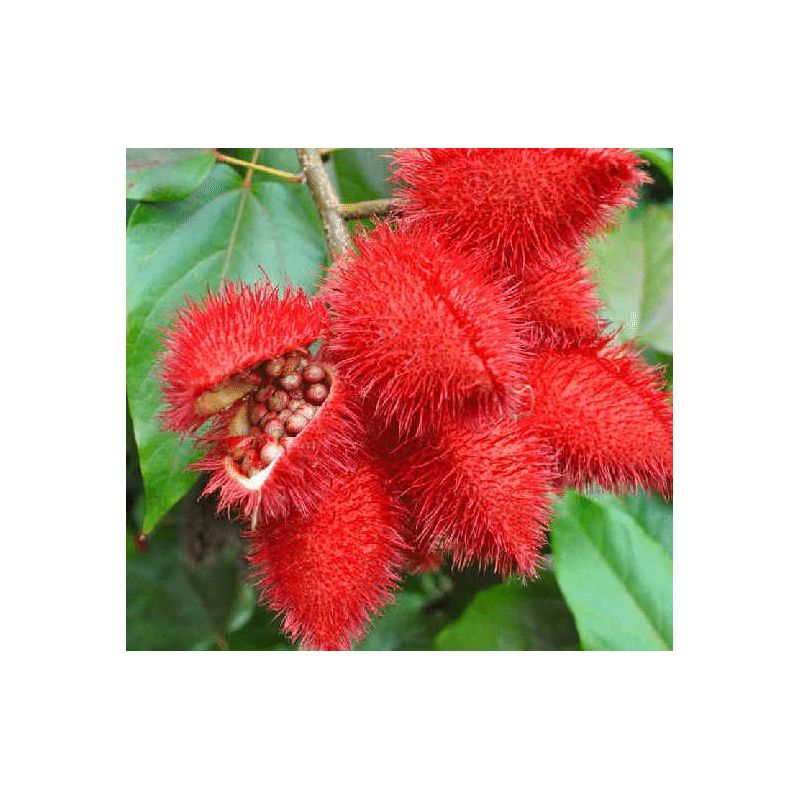 Bixa orellana (Roucou, Rocouyer, Achiote, Arbre à rouge à lèvre)