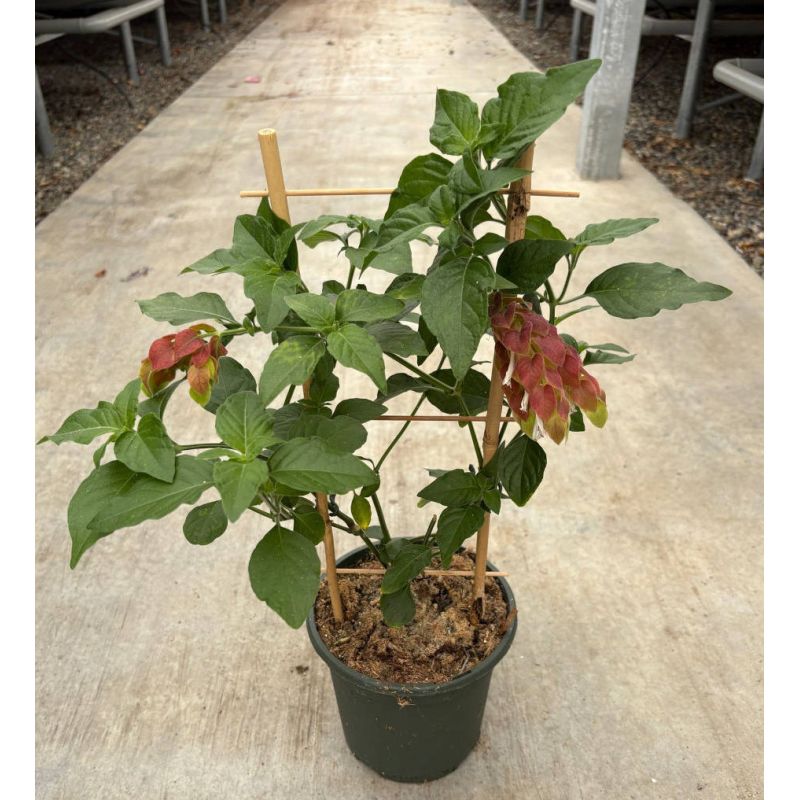 Beloperone guttata (plante crevette)