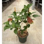 Beloperone guttata (plante crevette)