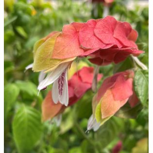 Beloperone guttata (plante crevette)