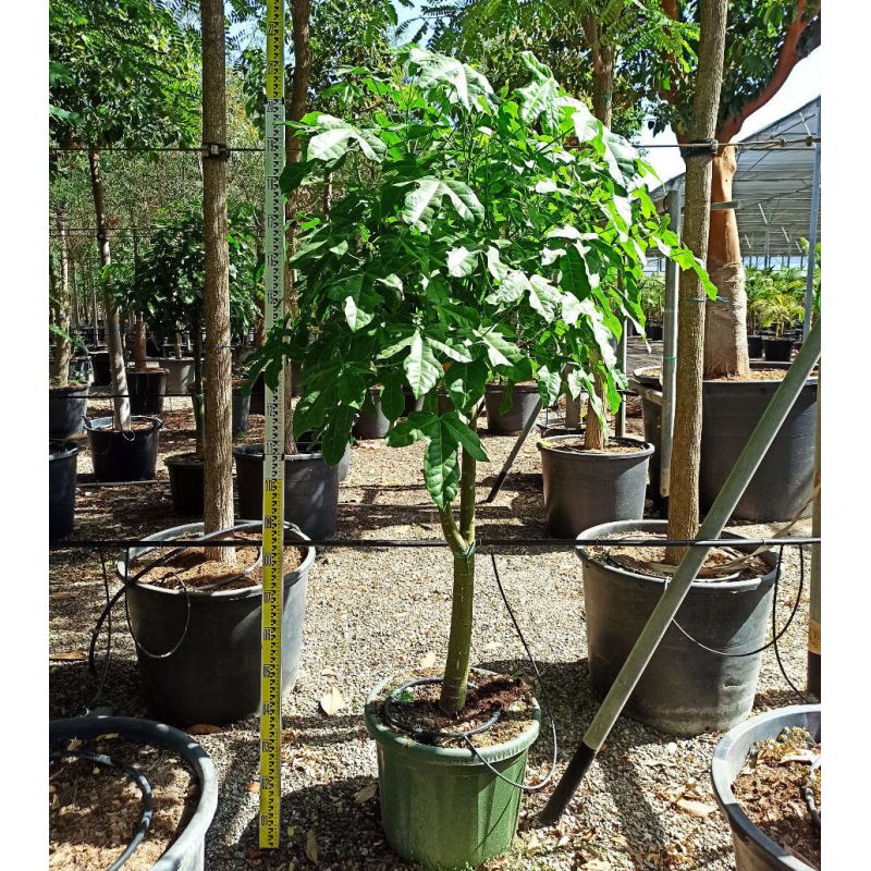 copy ofAristolochia gigantea (aristoloche)