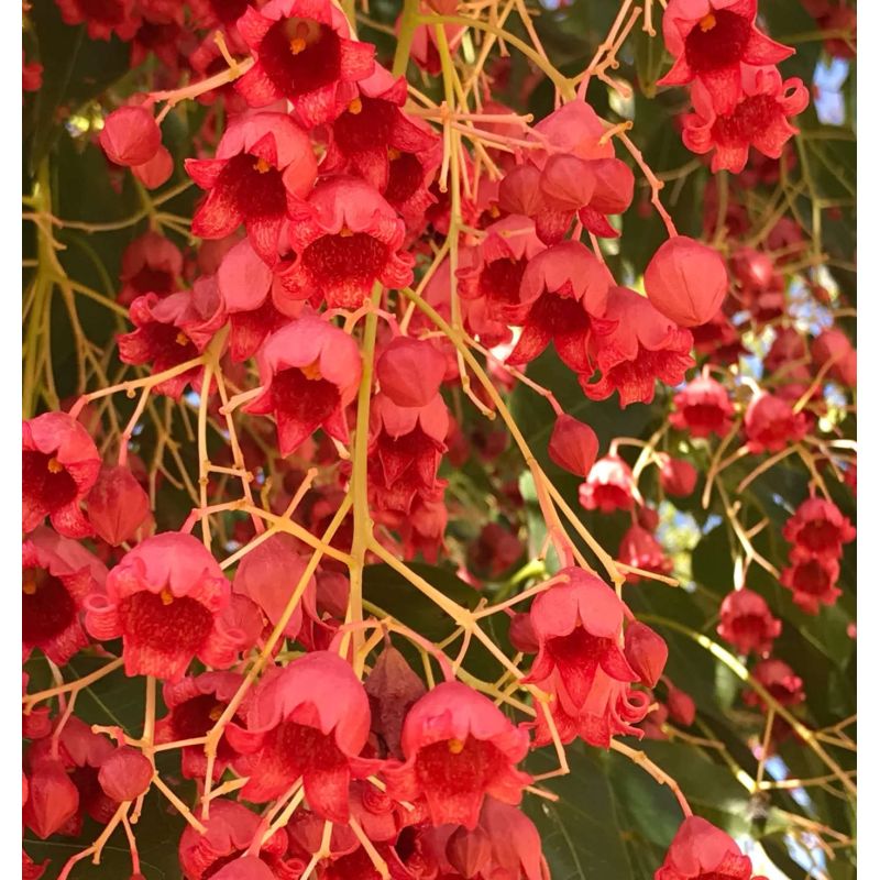 Brachychiton acerifolius (flamme australienne)