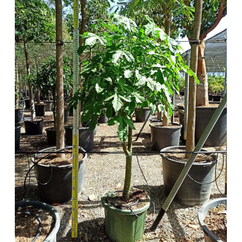 copy ofBrachychiton acerifolius (flamme australienne)