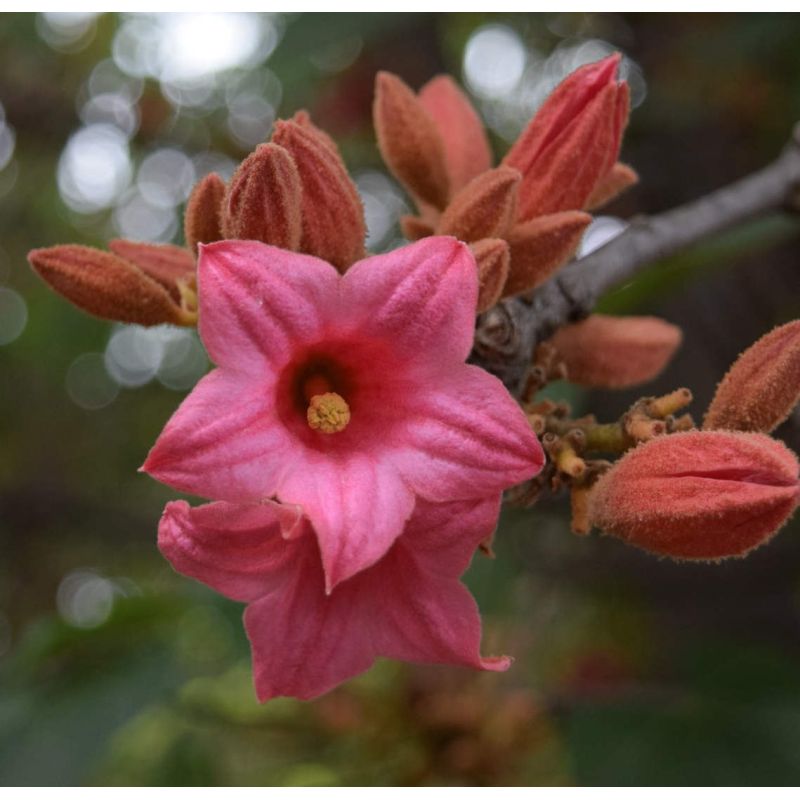 copy ofBrachychiton acerifolius (flamme australienne)