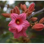 copy ofBrachychiton acerifolius (flamme australienne)