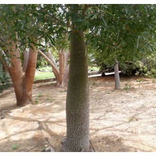 copy ofBrachychiton acerifolius (flamme australienne)